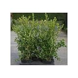 ボックスウッド 5本セット