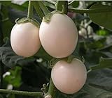 Dai platinum Seoul green to eggplant seeds nutrition vegetable seed 100seed 1