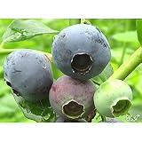 ブルーベリー 苗木 ノーザンエチョータ 苗 2年生 接木苗 【 ノーザンハイブッシュ系 】