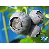 ブルーベリー 挿木苗　2年生　ノーザンデューク 【 ノーザンハイブッシュ系 】