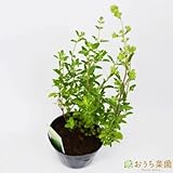 スイート マジョラム 【苗】 ９ ｃｍ ポット ＜当店は 苗 種 鉢 培養土 ニーム の専門店＞