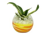 花市場直送便 サンスベリア(カラーサンド植え) バブルボール8cm 黄色/オレンジ