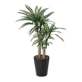 アートクリエイション 生活支援 光の楽園 幸福の木 （1.6m） 400A300