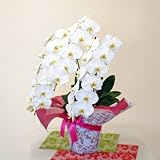 エーデルワイス 【胡蝶蘭 3本立 白2L】 ホワイト サイズ 開店祝 開業祝 記念日 就任祝 退職祝 誕生日