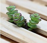 120ピースリトプスシュードトランカテラシアントシードMonilaria Obconica盆栽植物種子フリー15