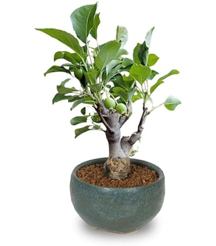 Amazon.co.jp: 姫りんご盆栽 ぼんさい鉢植え ミニ林檎 : DIY・工具