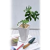 【日比谷花壇】観葉植物「ヒメモンステラ」