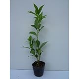 【ノーブランド品】 シキミ 樹高0.3m前後 10.5cmポット /