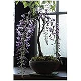 四月に開花 藤盆栽 お花からの 香りも いい香りがします。