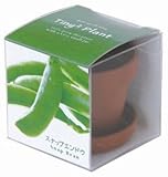 タイニィタイニィプラント スイスチャード