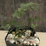 [ シダ ] 石化トキワシノブ