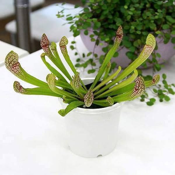 Amazon Co Jp 食虫植物 サラセニア スカーレットベル ３号 １ポット ホーム キッチン