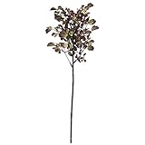 コリアンダー FXLS0019BUR