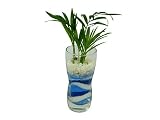 花市場直送便 テーブルヤシ(カラーサンド植え) プチベースD ブルー