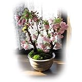 ツイン桜盆栽 八重桜盆栽
