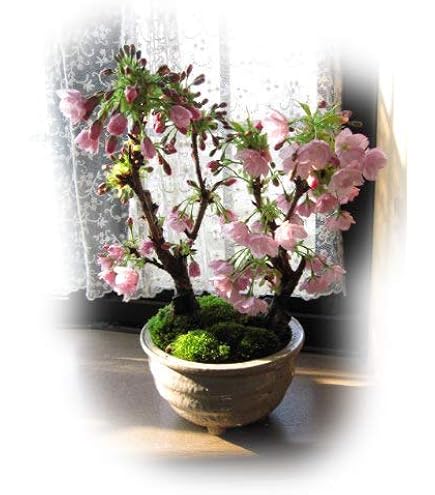 桜橘　正絹　大　御殿花　藤賢作 Amazon.co.jp: 遊恵盆栽 桜盆栽：ミニ御殿場桜*（瀬戸焼白丸鉢