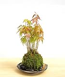 春に新芽・秋に紅葉が楽しめる【山紅葉（やまもみじ）苔玉・黒備前小器・敷石セット】 (敷石の色（黒石）)