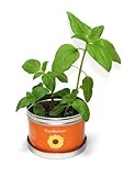 リトルガーデンプロ ひまわり 花 栽培セット 栽培キット