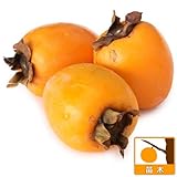 [完全渋柿・11月下旬収穫　さわし柿に！]柿（カキ）：あたご柿（愛宕柿）4～5号ポット[苗木]