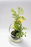 ［寄せ植え２種］ハイドロカルチャー　　卵型のガラス器に入った苔玉に寄せ植えした観葉植物