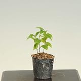 ミニ苗：七実の木(ナナミノキ）