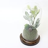 A plus floral art インテリアグリーン 造花 テラリウム アレンジ capus カプス Mサイズ ボタニカル フェイクグリーン 多肉植物 観葉植物 ドーム ギフト
