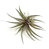 エアープランツ カピタータ レッド