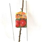 スモモ 苗木 大石早生 12cmポット苗 おおいしわせ すもも 苗 李