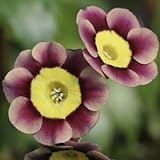 [ オーリキュラ ] ニキティ