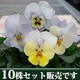 パンジー ユニーク系 クリスタルマーメイド 10.5cmサイズ大ポット 10ポットセット パンジー ビオラ すみれ 苗 寄せ植え