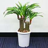 人工観葉植物 ドラセナフレグランス 58cm