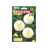 春植え球根 ダリア ポンポン咲 白花 (130135)