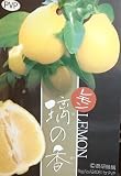 レモン 璃の香(りのか) :果樹苗