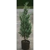 ウィチタブルー (ウィチッタブルー) 8号バック (中)