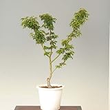 庭木：獅子頭もみじ(ポット)　H：約55m