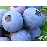 ブルーベリー 苗木 シャープブルー 苗 2年生 挿し木苗 【 サザンハイブッシュ系 】