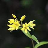 (山野草)クサレダマ(草連玉)(1ポット) 本州・四国限定[生体]