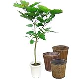 フィカス・ウンベラータ 10号サイズ 【バスケット(鉢カバー) 付き】 バスケット02