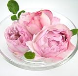 バラ苗 フレグランスオブフレグランシズ 国産大苗河本オリジナル角鉢6号 四季咲き大輪 ピンク系　オープンカップ咲き