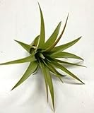 エアープランツ プラキカウロス XL 約10~15cm