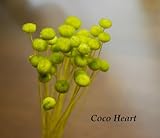 ~Coco Heart~　アマレリー　グリーン　３０本　（木の実・ドライフラワー）