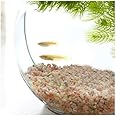 （めだか）（水草）おしゃれなガラス製金魚鉢 太鼓鉢 小 メダカ飼育セット（説明書付） 本州四国限定