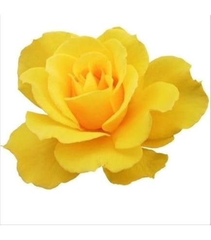 Amazon.co.jp: スタンダード仕立てバラ新苗（藤色,四季咲き) : DIY