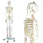 等身大人体模型 人骨模型 ガイコツ 骨 180cm 視覚教材やコレクションに【箱傷み】 【JUEKO】JK-3007A