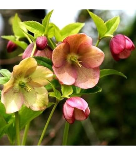 Amazon.co.jp: クリスマスローズ ddクレオパトラ セルフ 2022年発芽