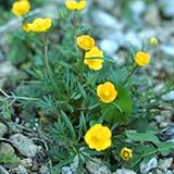 キタダケキンポウゲ