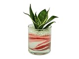 花市場直送便 サンスベリア(カラーサンド植え) サークルL ピンク/赤