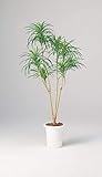 LION 人工植物　AS-YG15 品番57610