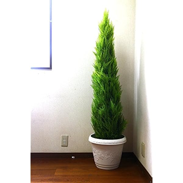 最高の フェイクグリーン 屋外対応 150cmゴールドクレストツリー 人工観葉植物 大型 観葉植物 造花 光触媒 Ct触媒 庭 ガーデン G L A B 還元祭 Www Medicinfo Ro