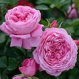 バラ苗 フラゴナール 【デルバール (del)】大苗 6号ポット ピンク色 バラ 苗 四季咲き 直立性 大輪 薔薇